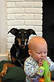 Gus chomps a toy while Maggie looks on.