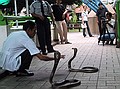 A couple of siamese cobras at the snake farm.