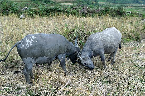 Water buffalo lock horns.