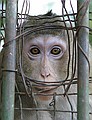 Behind the bars at the Hanoi Botanical Gardens.