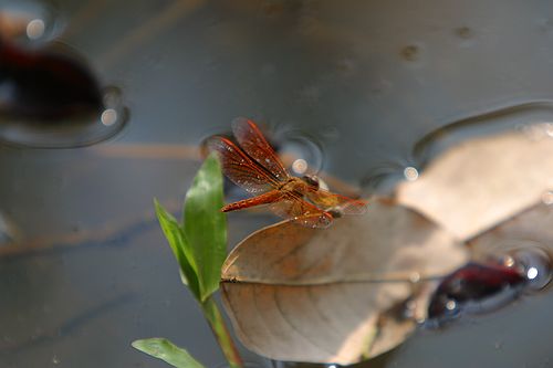 Red dragonfly.