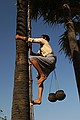 Climbing the palms.