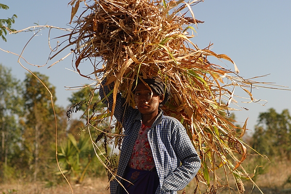 Carrying a load.