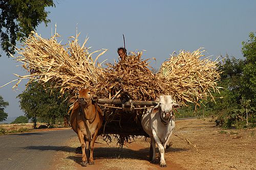 Man and ox-cart.