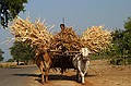 Man and ox-cart.