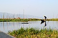 Fishing in the floating grasses.