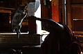 Monks get their cats to jump through hoops.