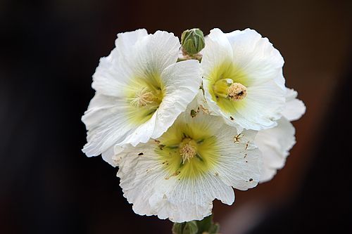 Hollyhock grows in Burma.