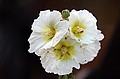 Hollyhock grows in Burma.